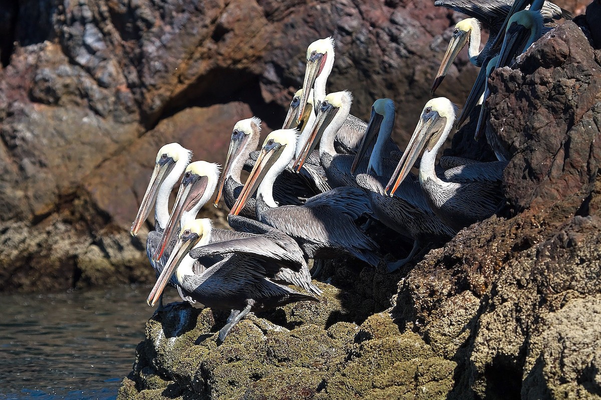 pelikán hnědý - ML499381651