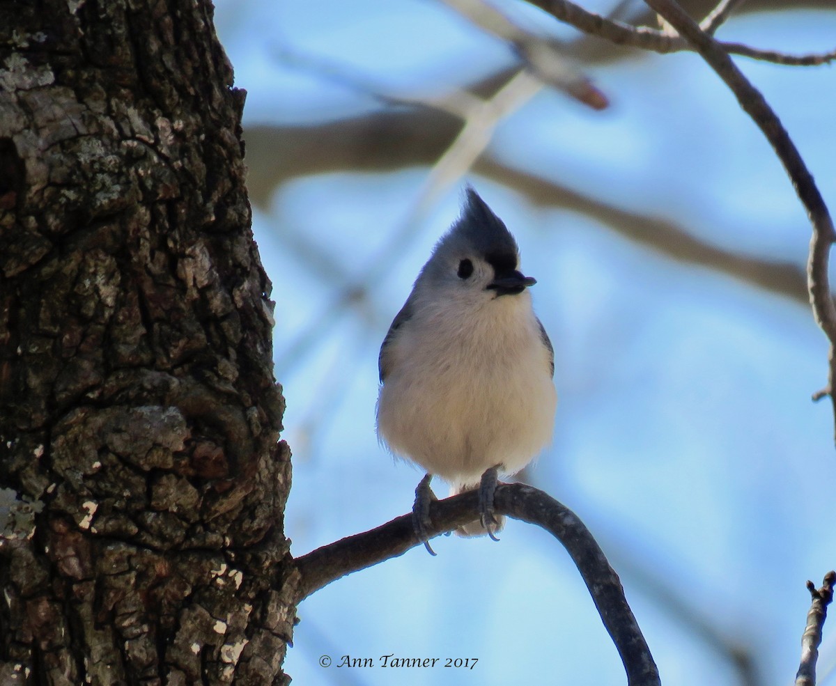 Tufted Titmouse - Ann Tanner