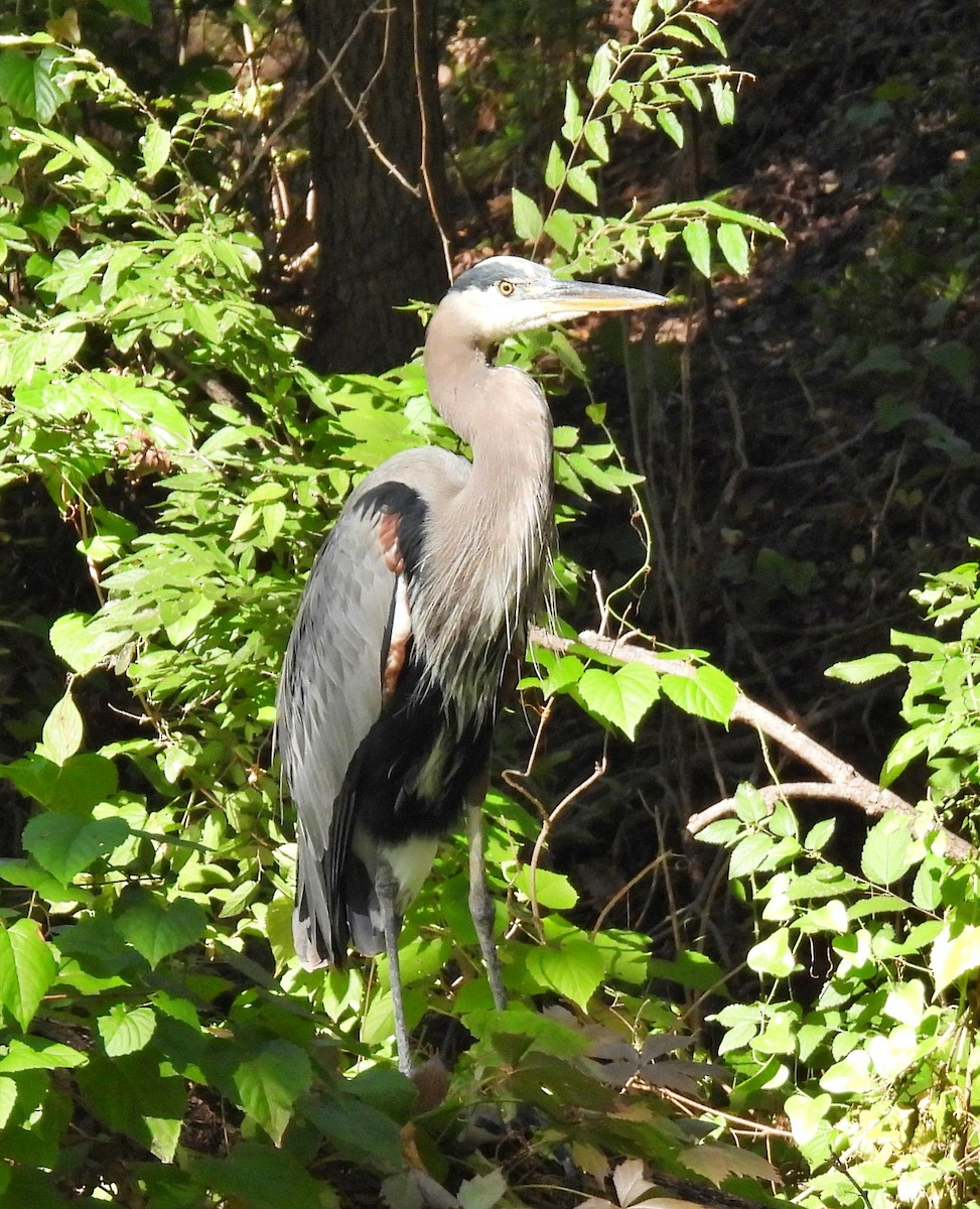 Great Blue Heron - ML499381921