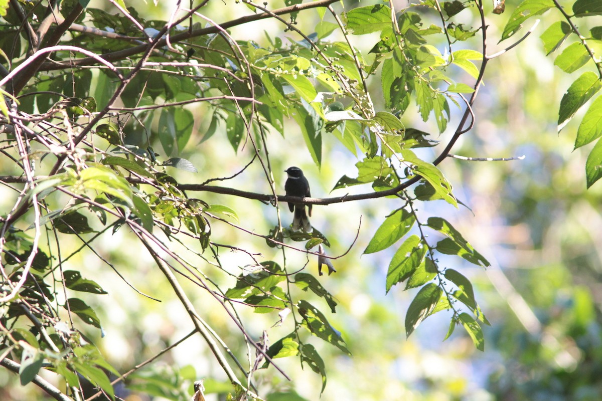 White-throated Fantail - ML499382051