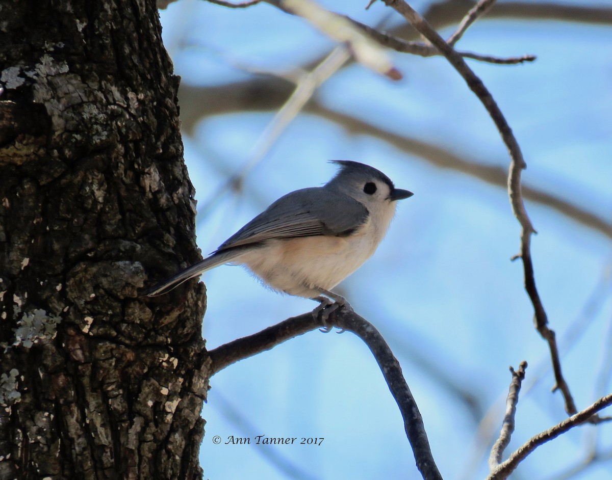 Tufted Titmouse - ML49938211