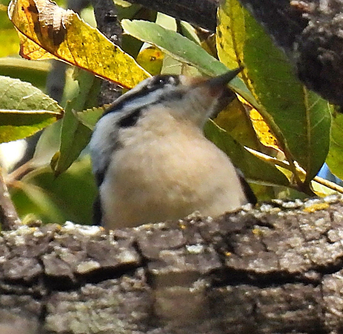 Downy Woodpecker - ML499382231