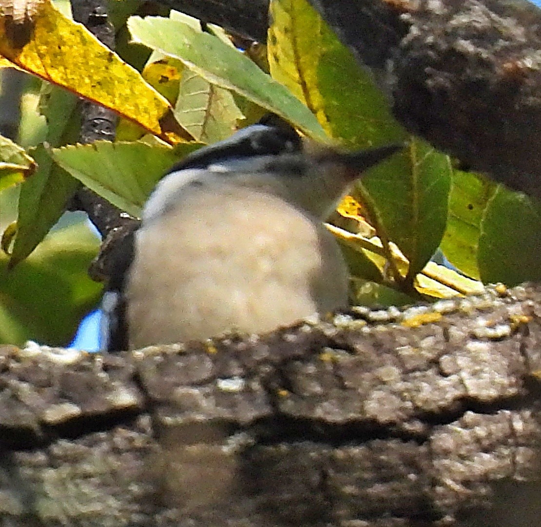 Downy Woodpecker - ML499382241