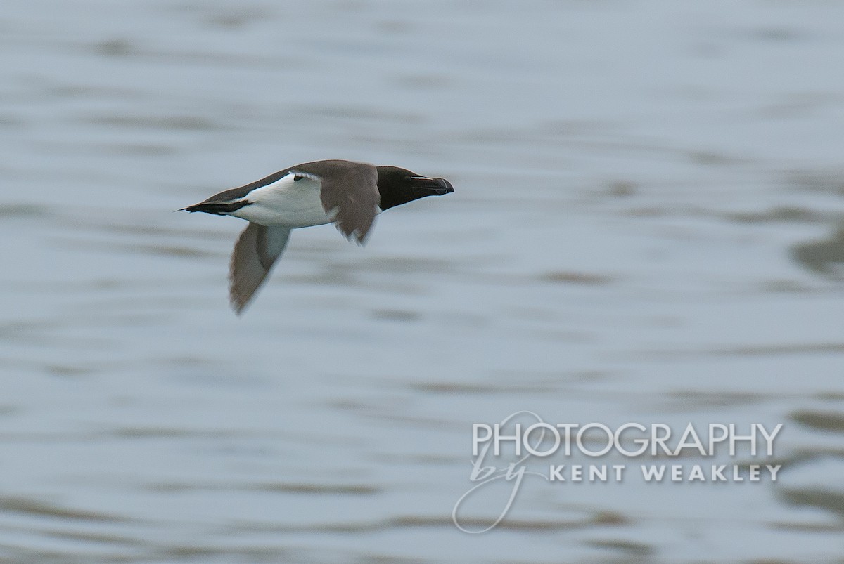 Razorbill - Kent Weakley