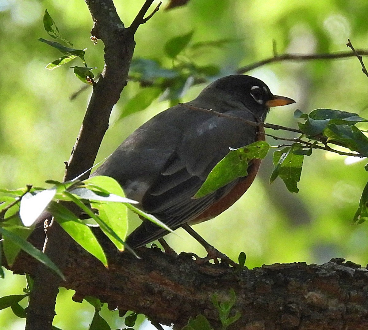 American Robin - ML499382671