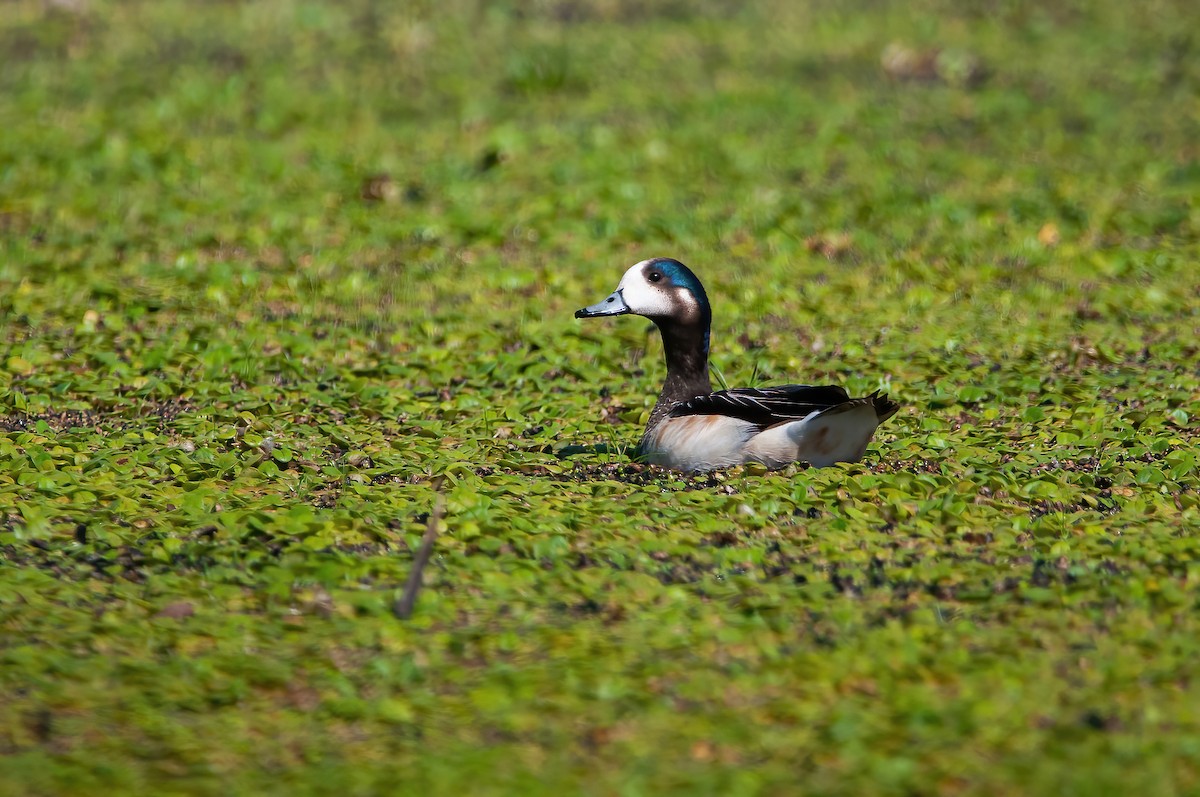 Chiloe Wigeon - ML499382901