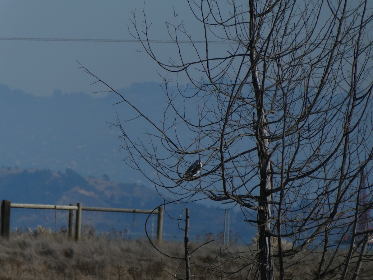 White-tailed Kite - ML499383601