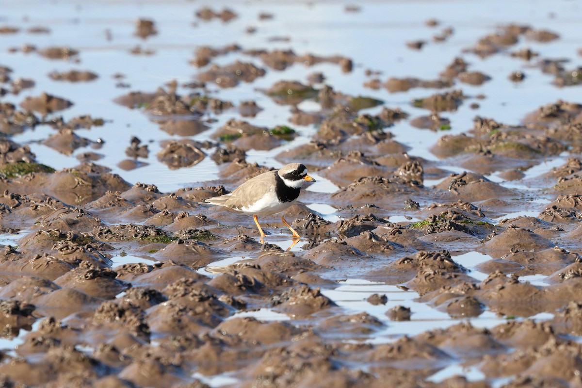 Common Ringed Plover - ML499385651