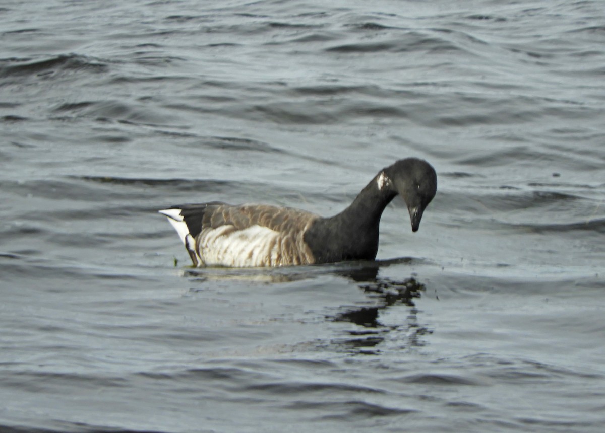 berneška tmavá (ssp. hrota) - ML499385811