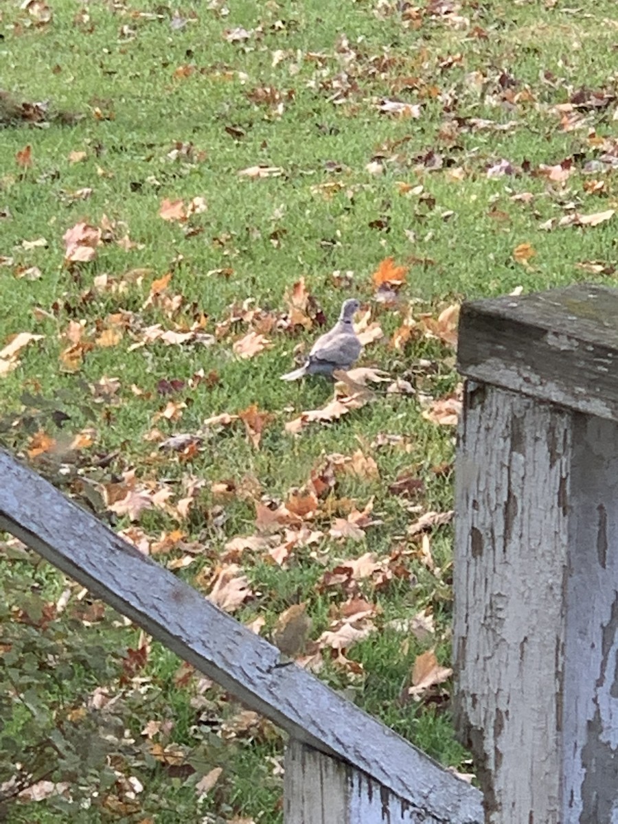 Eurasian Collared-Dove - ML499386851