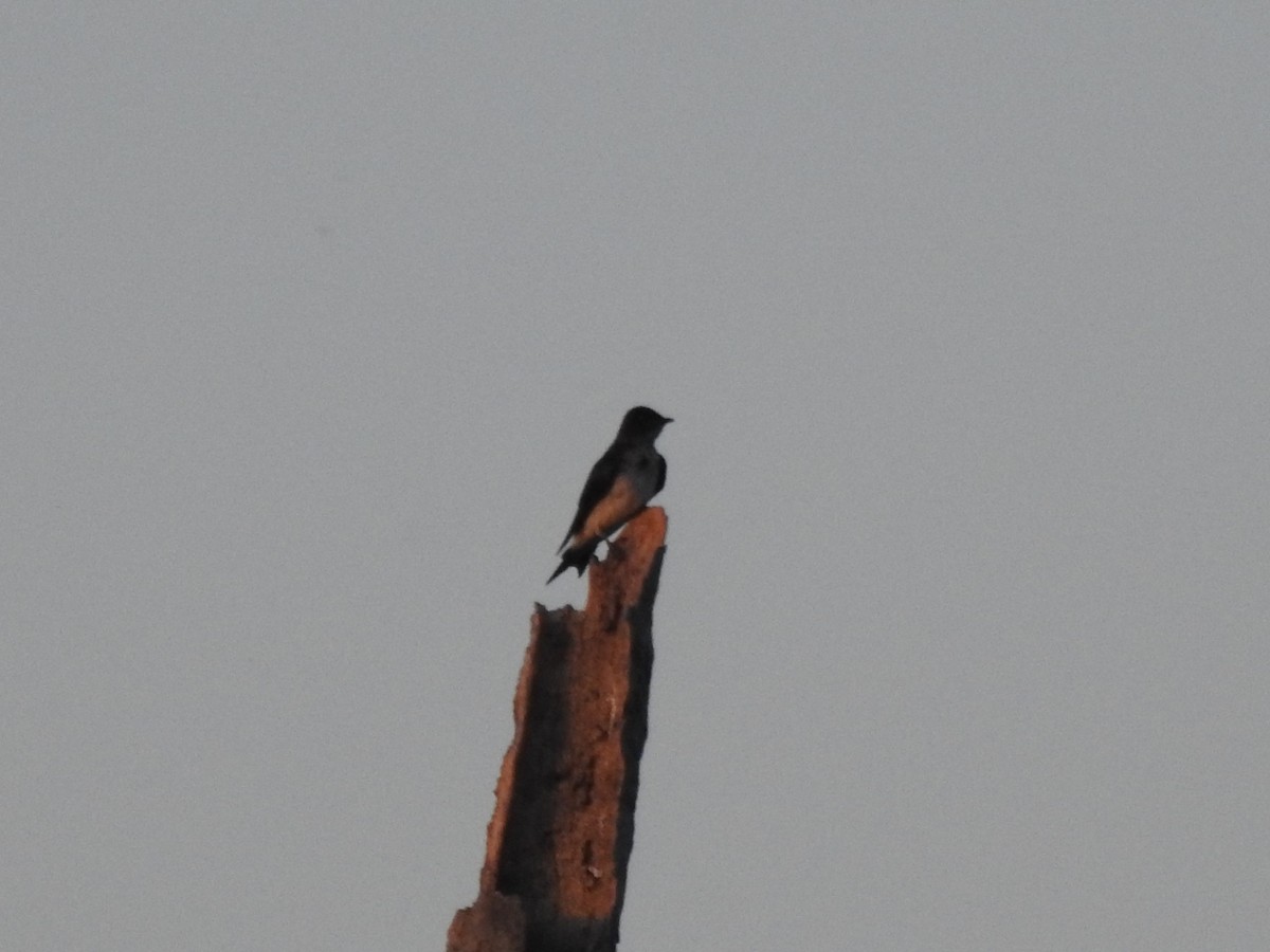 Gray-breasted Martin - Patricio Ramírez Llorens