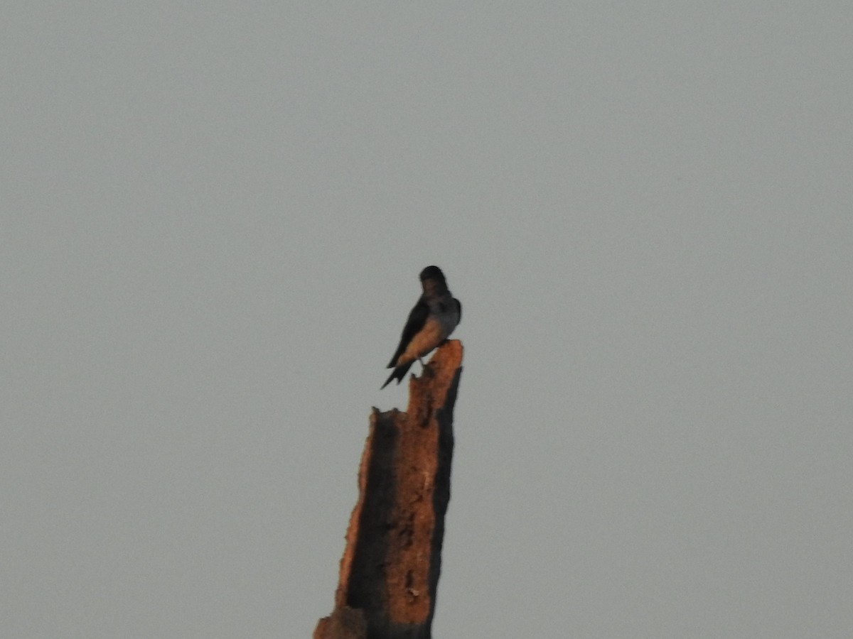 Gray-breasted Martin - Patricio Ramírez Llorens