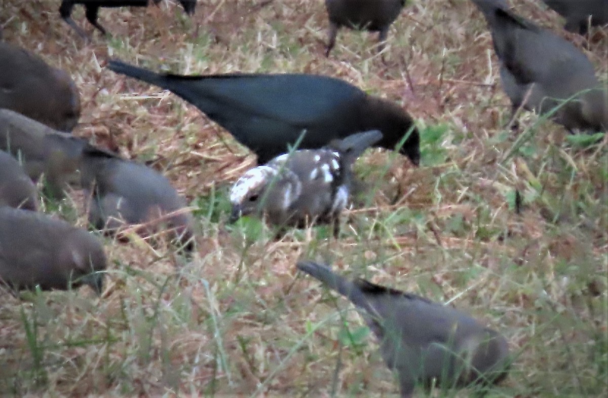 Brown-headed Cowbird - ML499388151