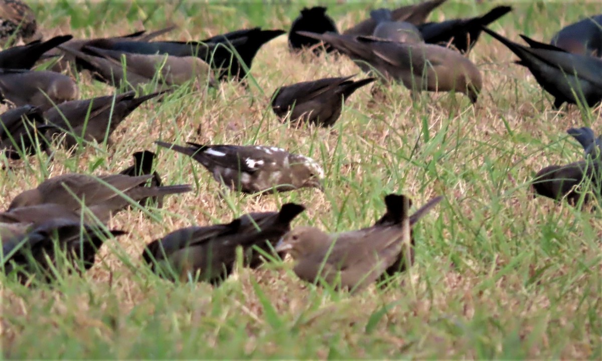 Brown-headed Cowbird - ML499388161