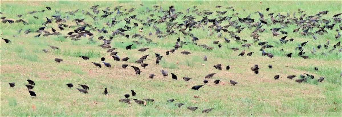 Brown-headed Cowbird - ML499388171