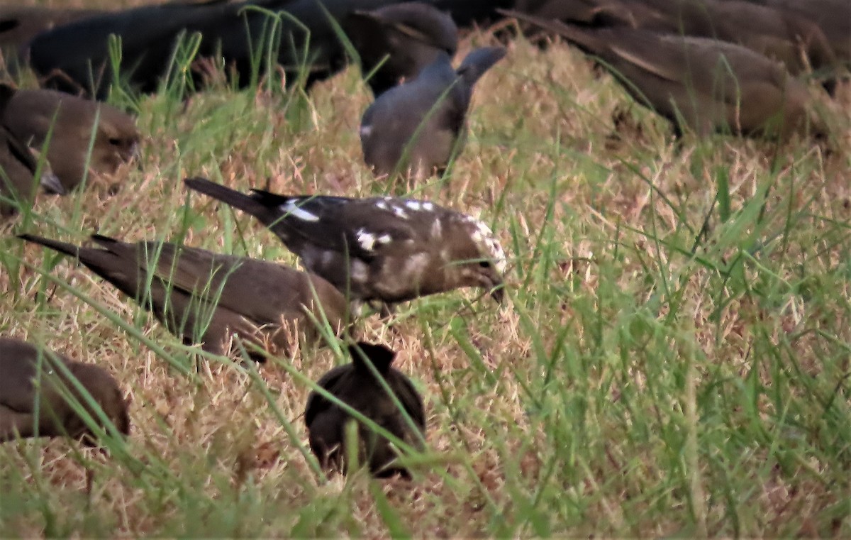 Brown-headed Cowbird - ML499388181