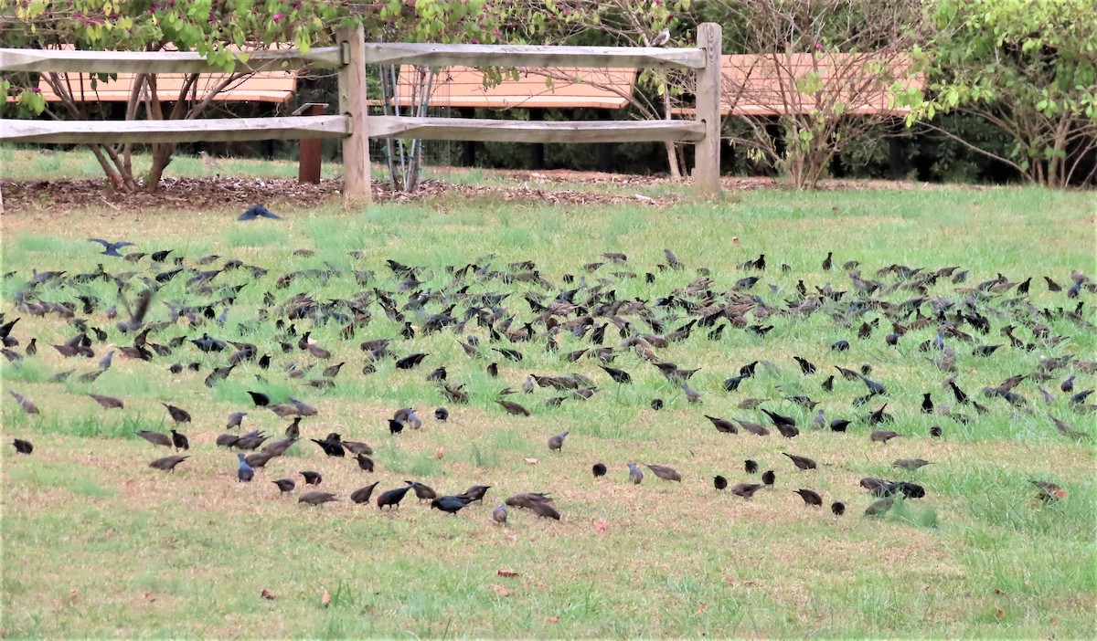 Brown-headed Cowbird - ML499388191