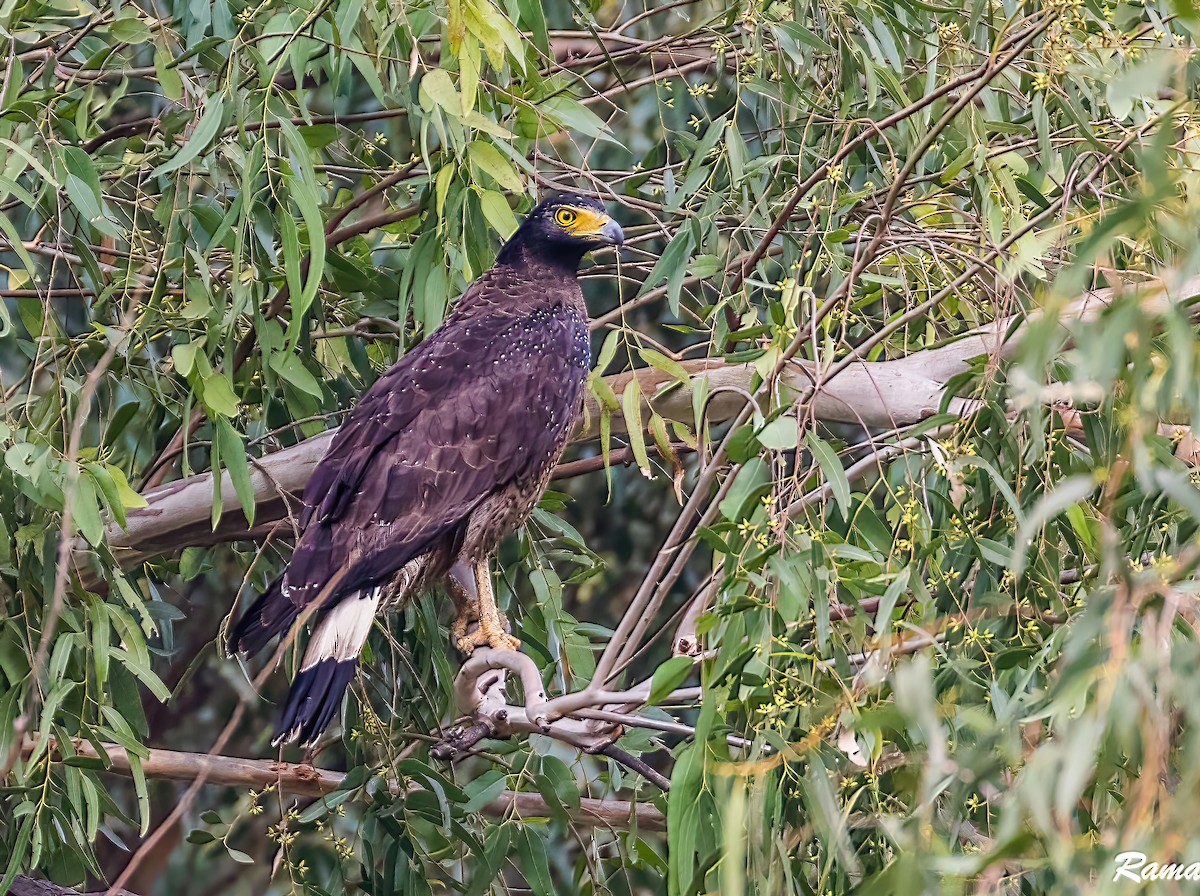 Crested Serpent-Eagle - ML499388401