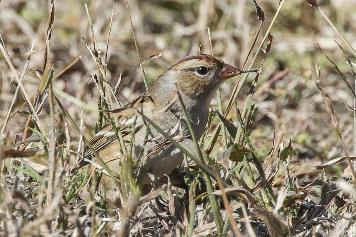 Porsuk Serçesi (leucophrys) - ML499388451