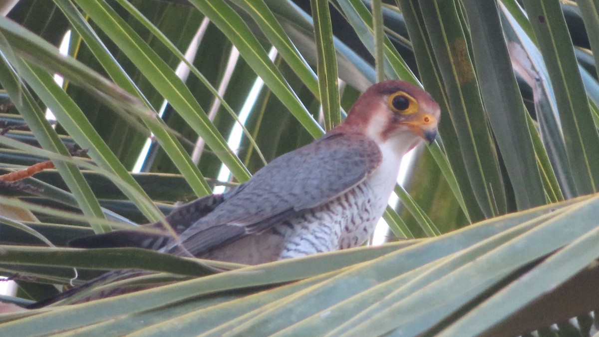 Red-necked Falcon - ML499388471
