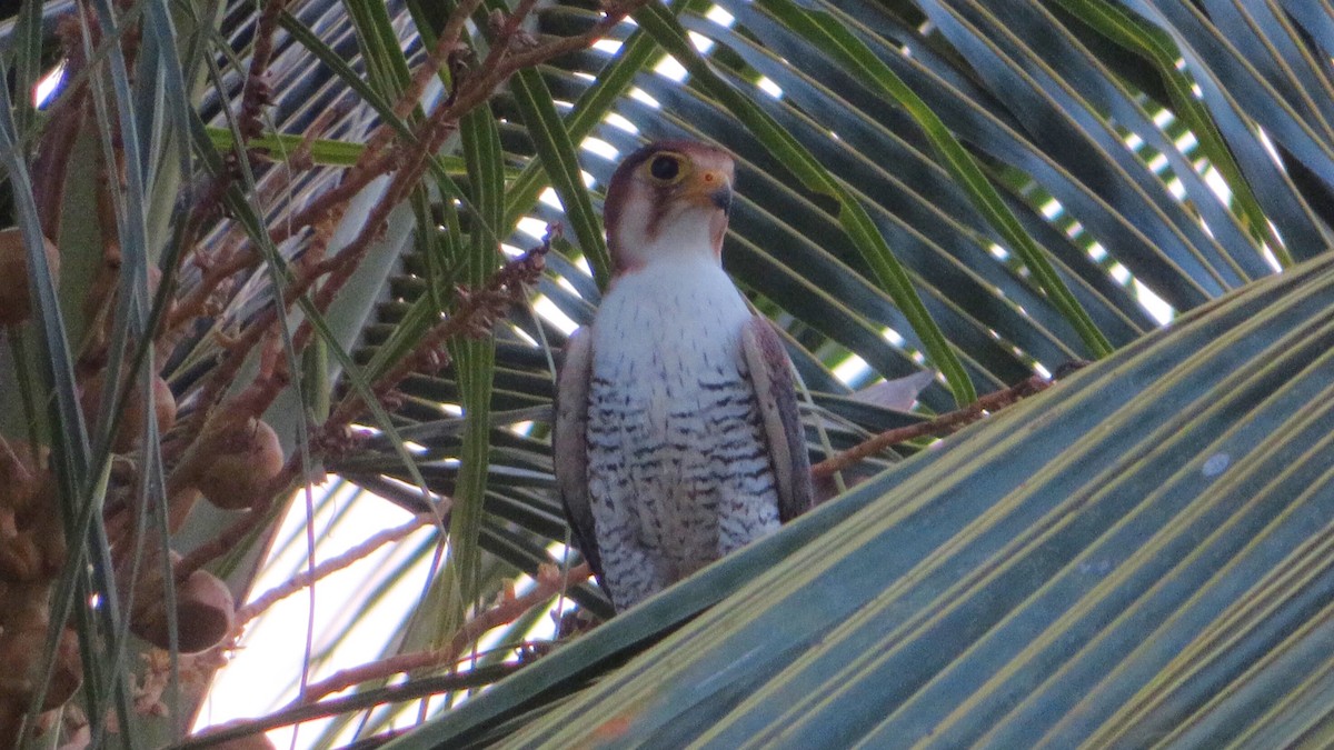 Red-necked Falcon - ML499388481
