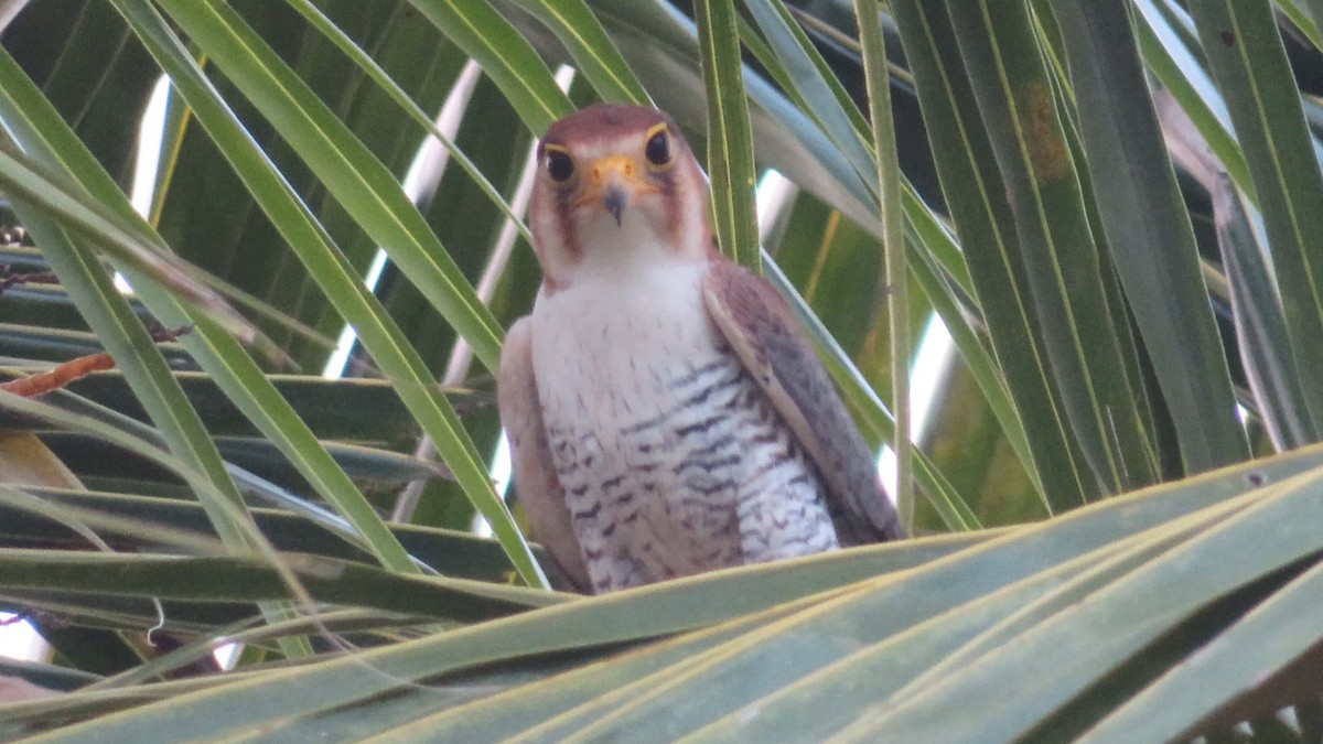 Red-necked Falcon - ML499388491