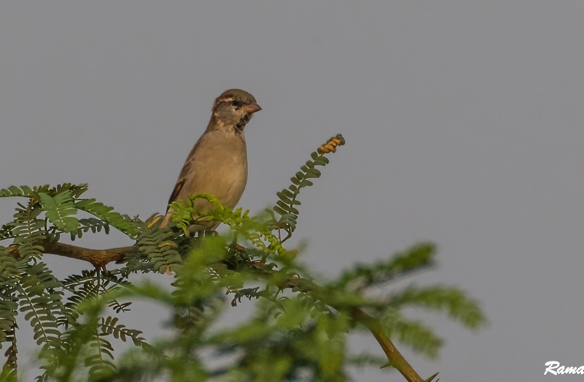 Sind Sparrow - ML499389071