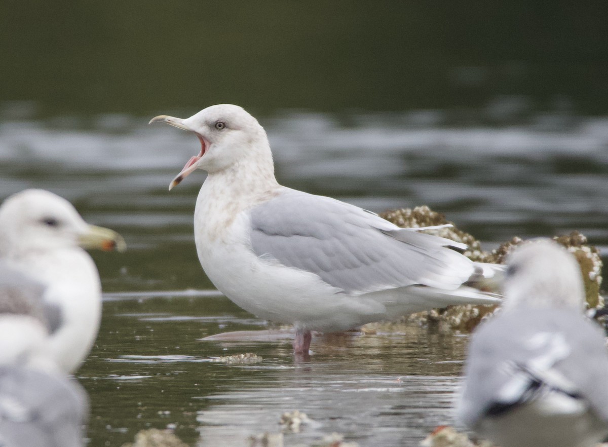 Iceland Gull (Thayer's) - Liam Ragan