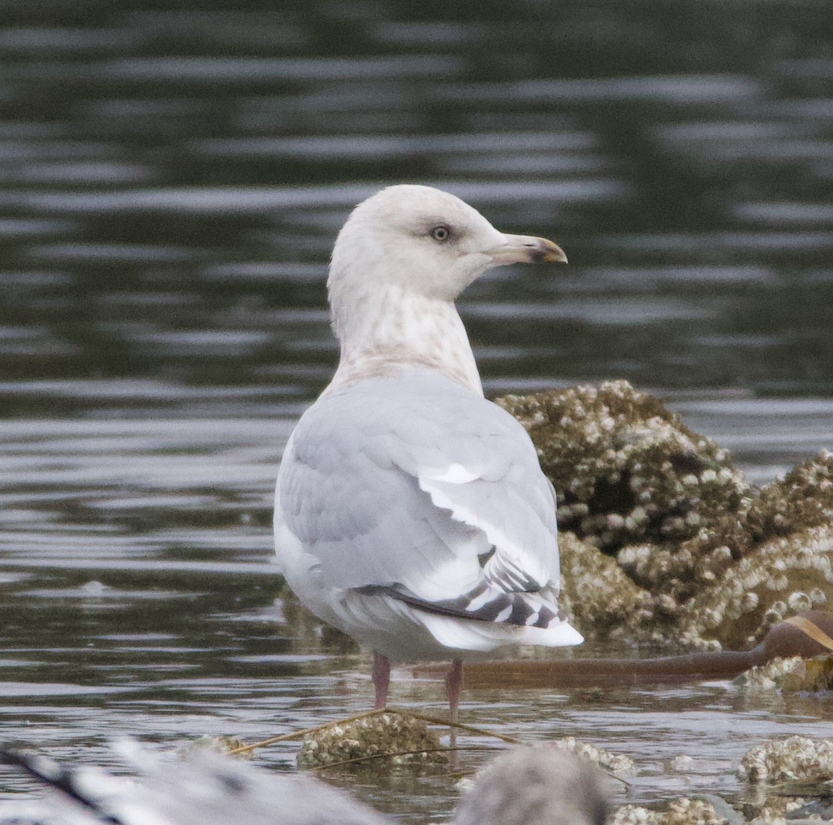 Iceland Gull (Thayer's) - ML499389791