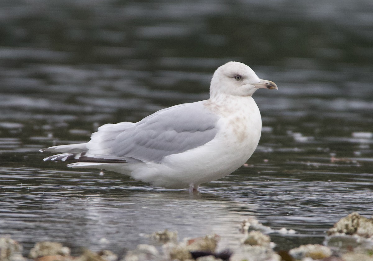 Iceland Gull (Thayer's) - ML499389801