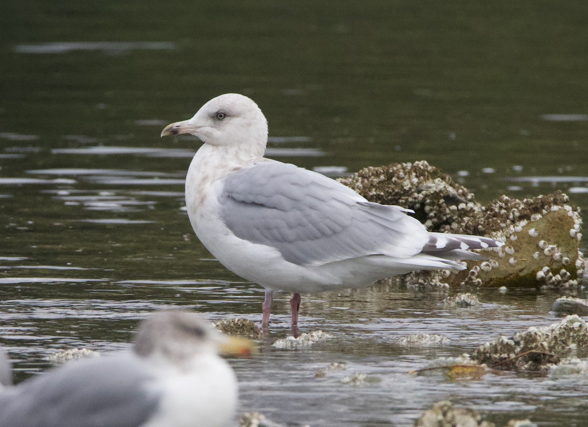 Iceland Gull (Thayer's) - ML499389811