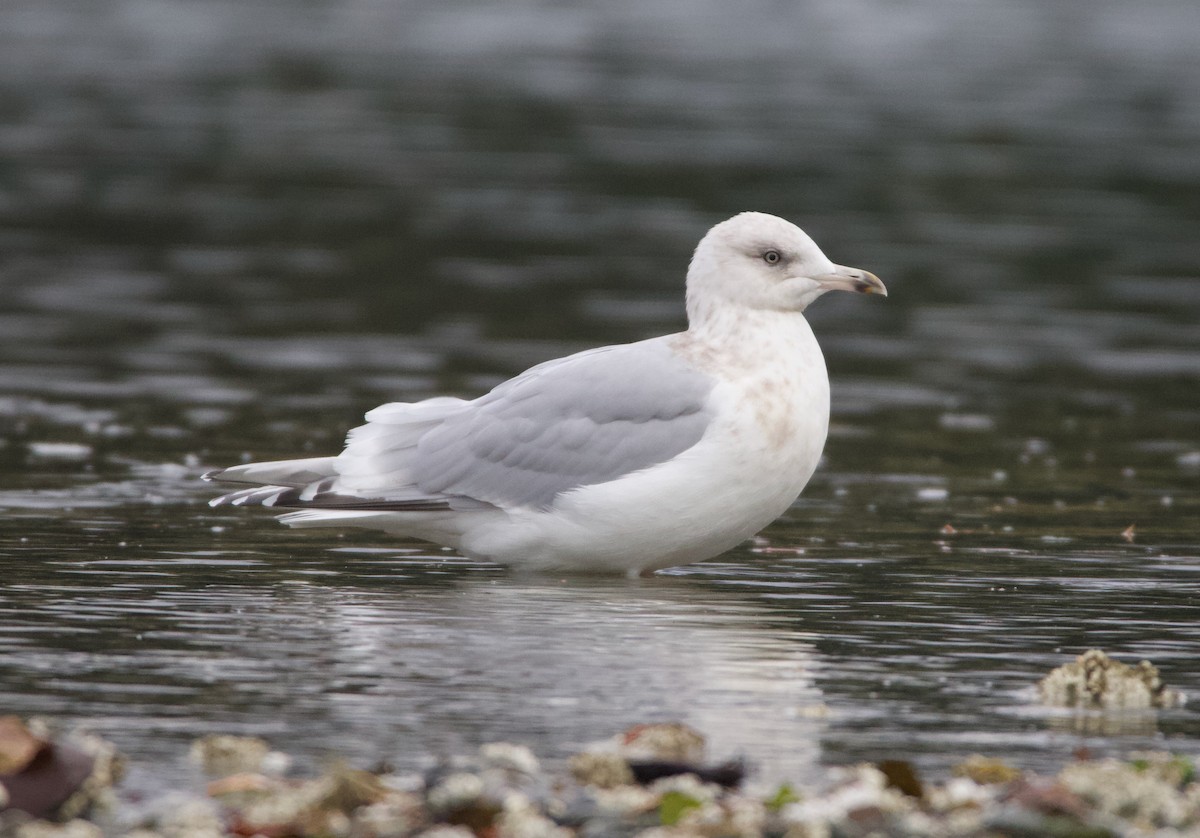 Iceland Gull (Thayer's) - ML499389821