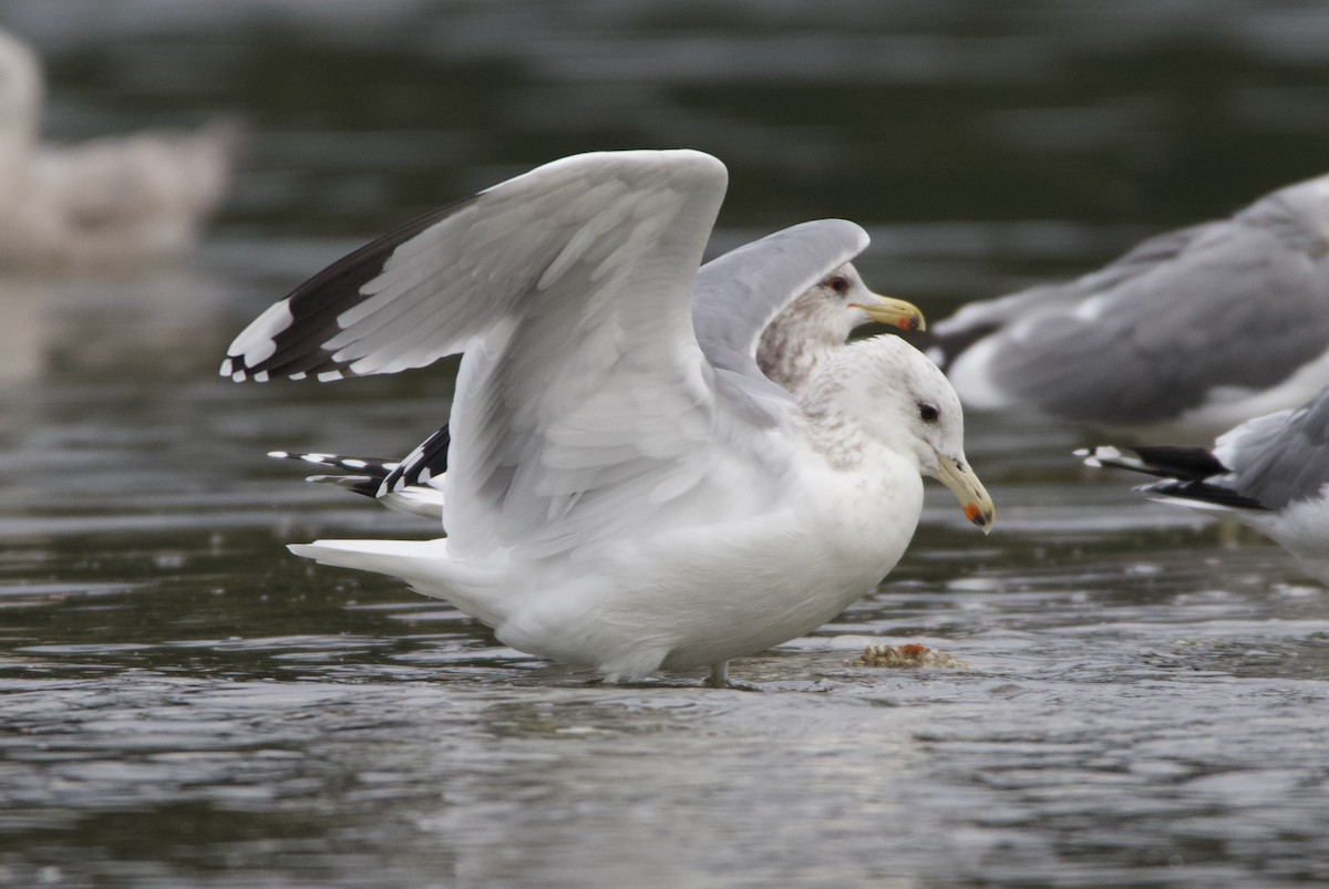 California Gull - ML499389841