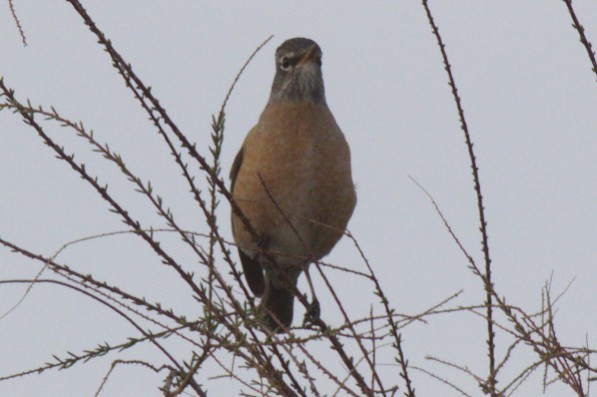 American Robin - ML49939381