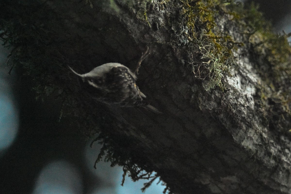 Brown Creeper - ML499395811