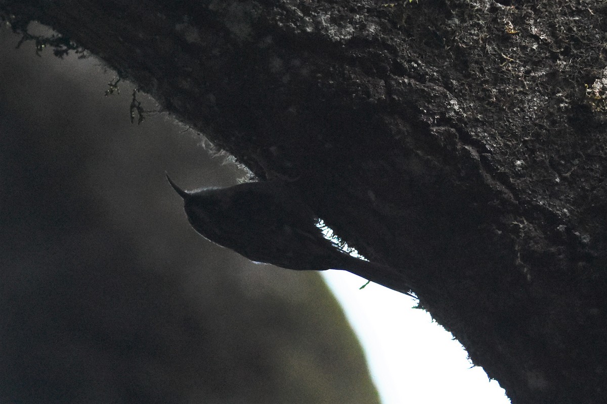 Brown Creeper - ML499395821