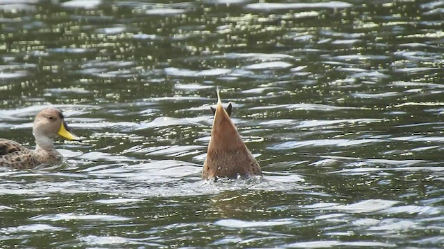 White-cheeked Pintail - ML499396481