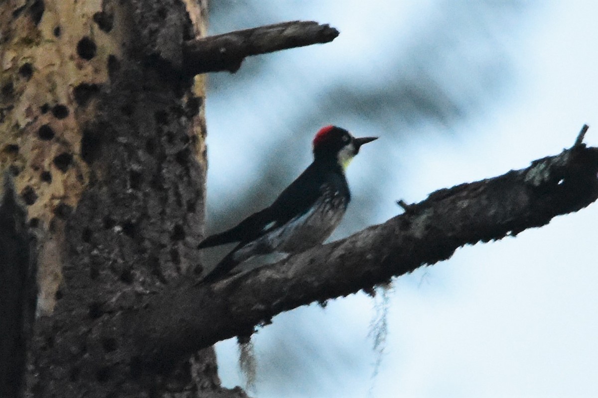 Acorn Woodpecker - ML499397211