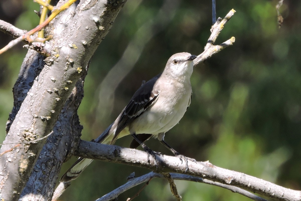 Northern Mockingbird - ML49939761