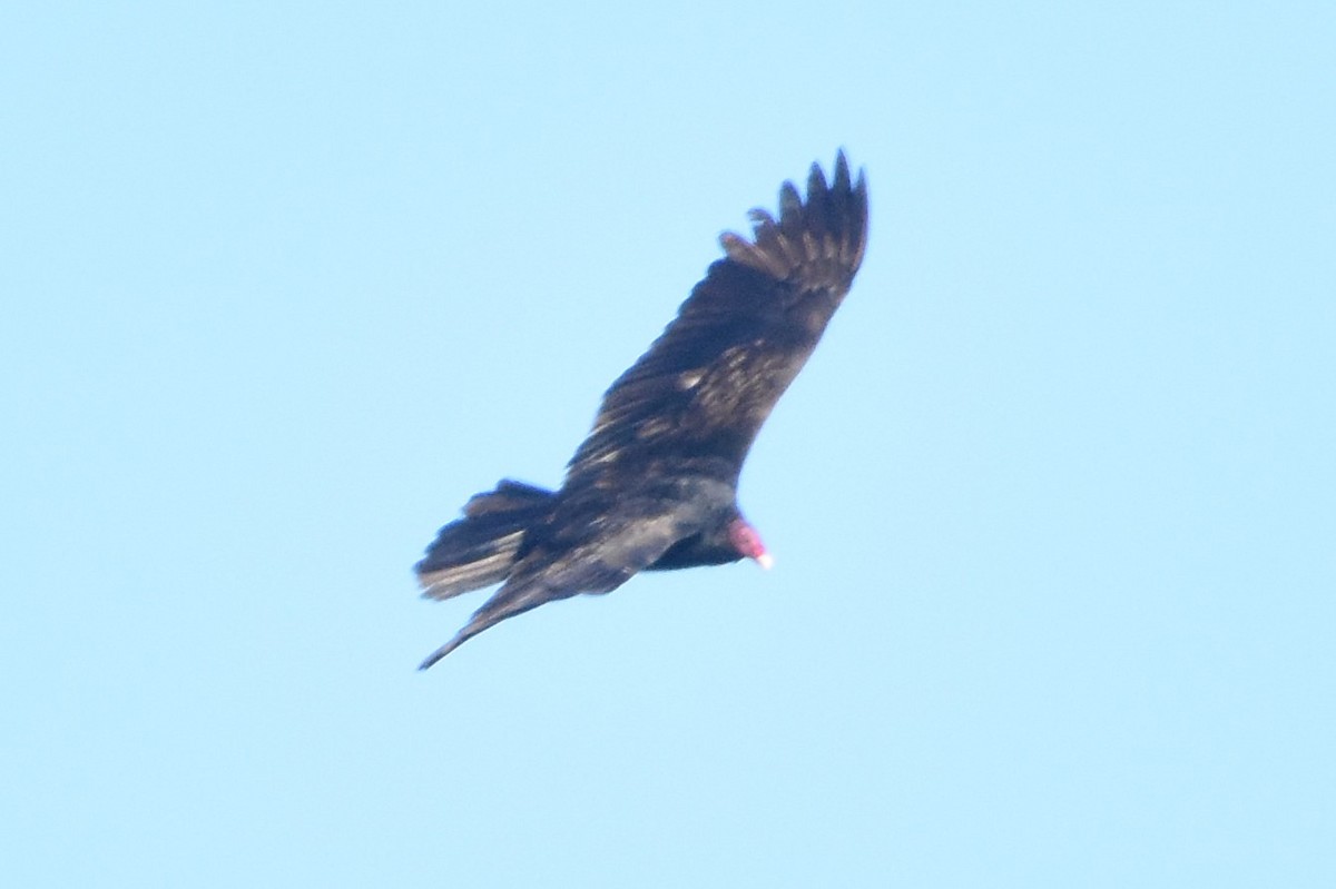 Urubu à tête rouge - ML499398991