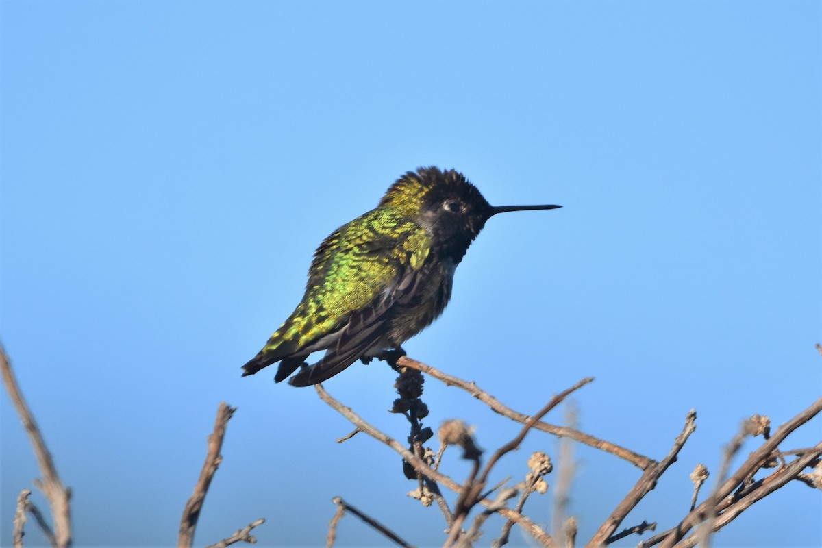 rødmaskekolibri - ML499399031