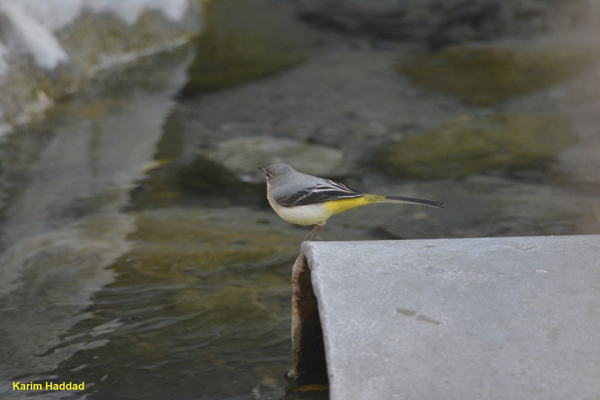 Gray Wagtail - ML499400461