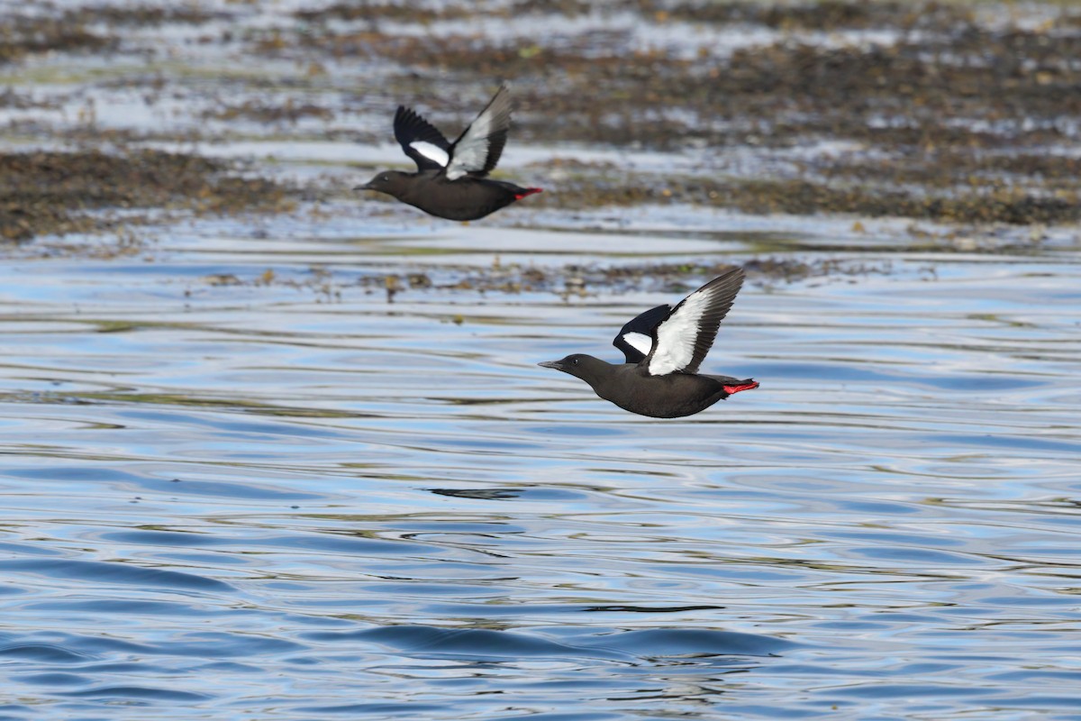 Black Guillemot (grylle Group) - ML499401921