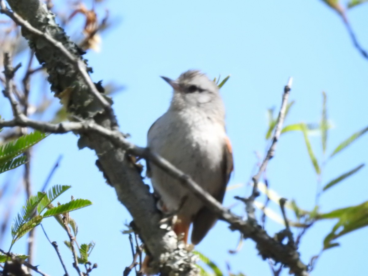 Stripe-crowned Spinetail - ML499402551