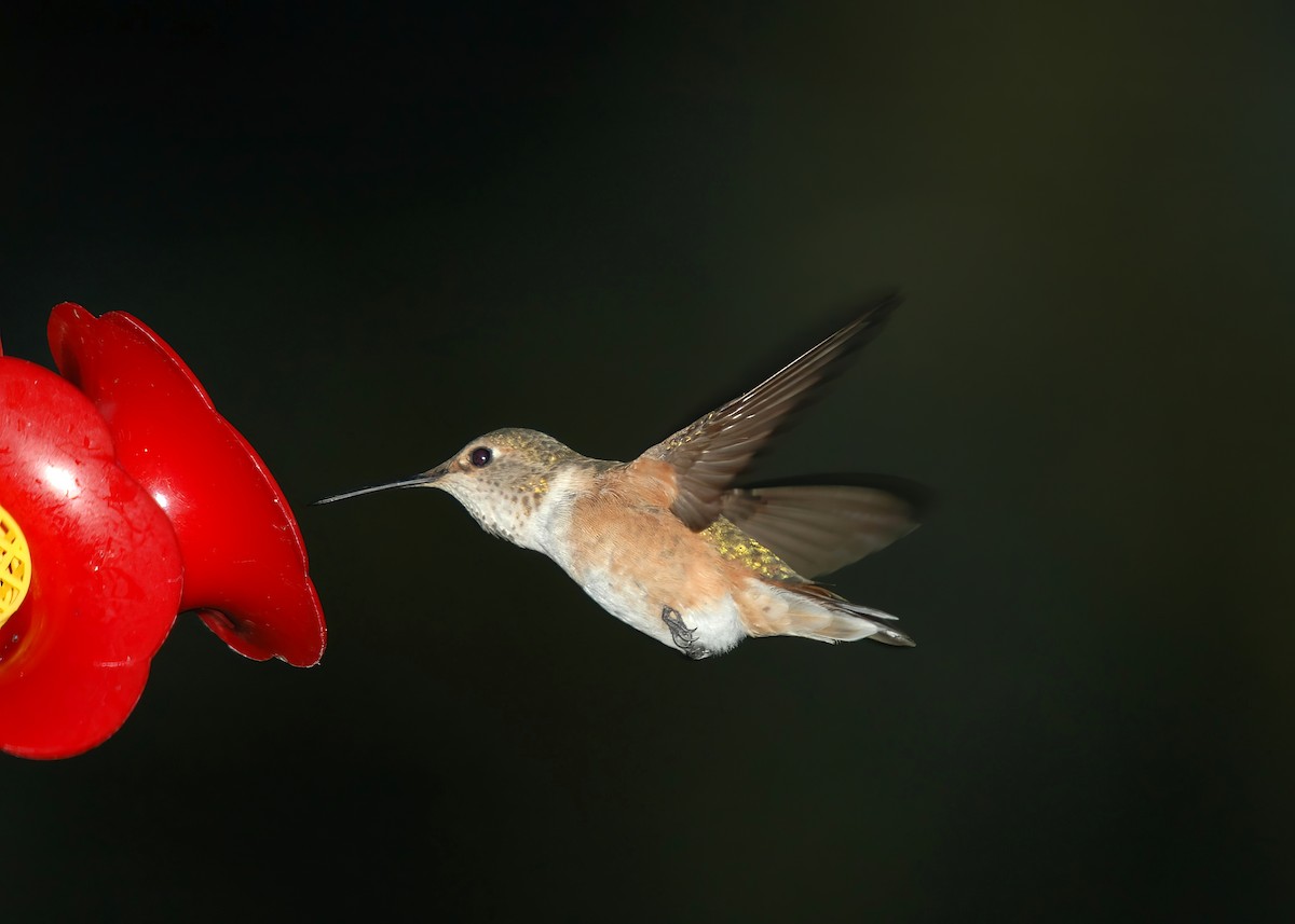 Rufous Hummingbird - ML499403951