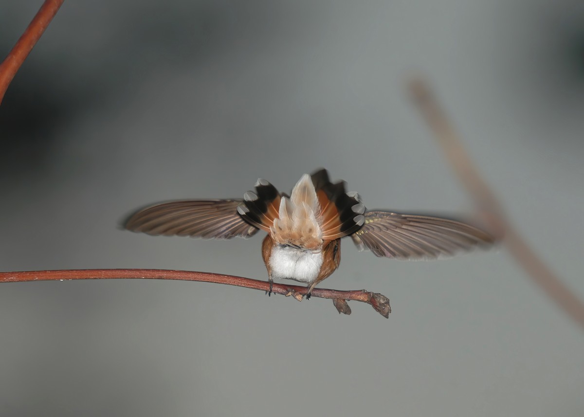 Rufous Hummingbird - ML499404051