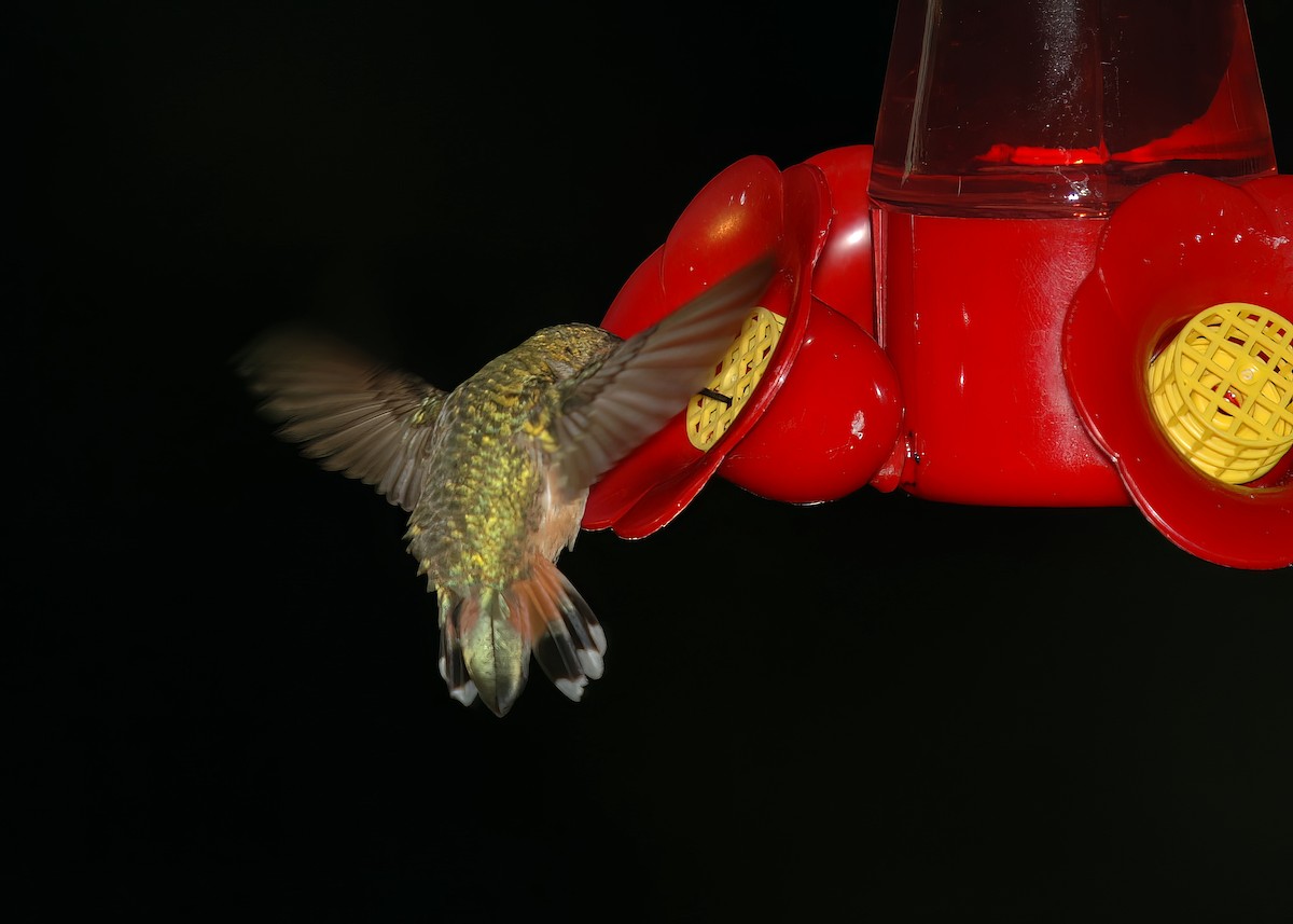 Rufous Hummingbird - ML499404141