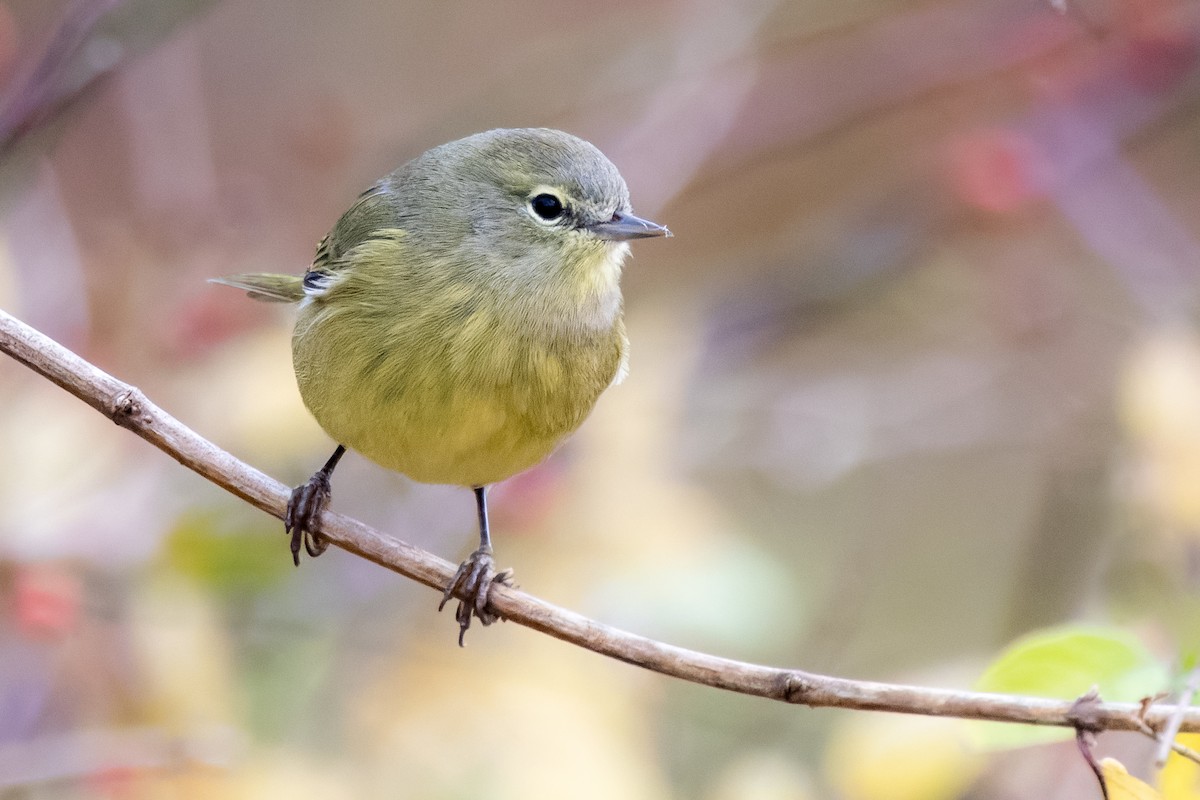 Orange-crowned Warbler - ML499404351