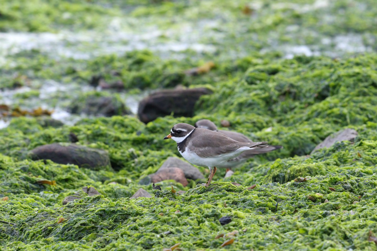 Common Ringed Plover - ML499404991