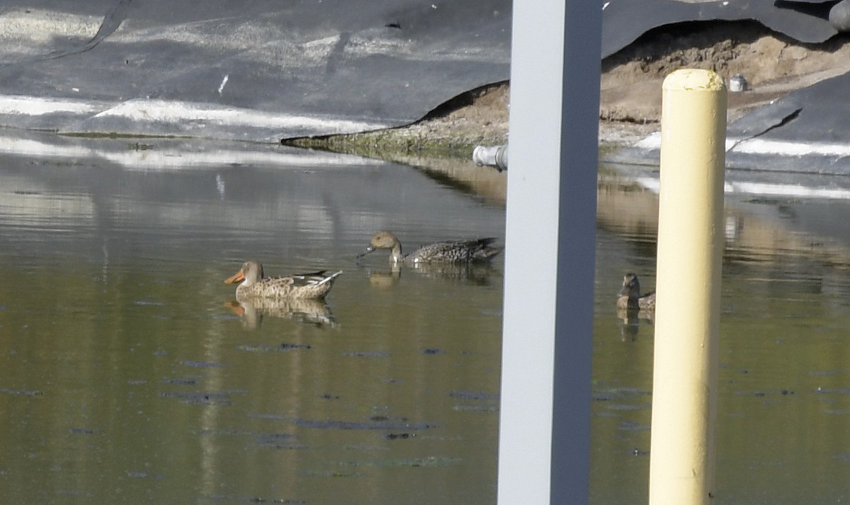 Northern Pintail - ML499405541